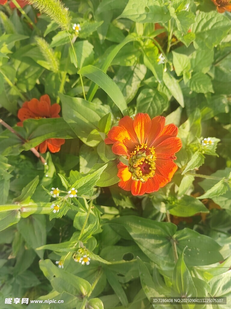 鲜艳绽放的橙色花朵