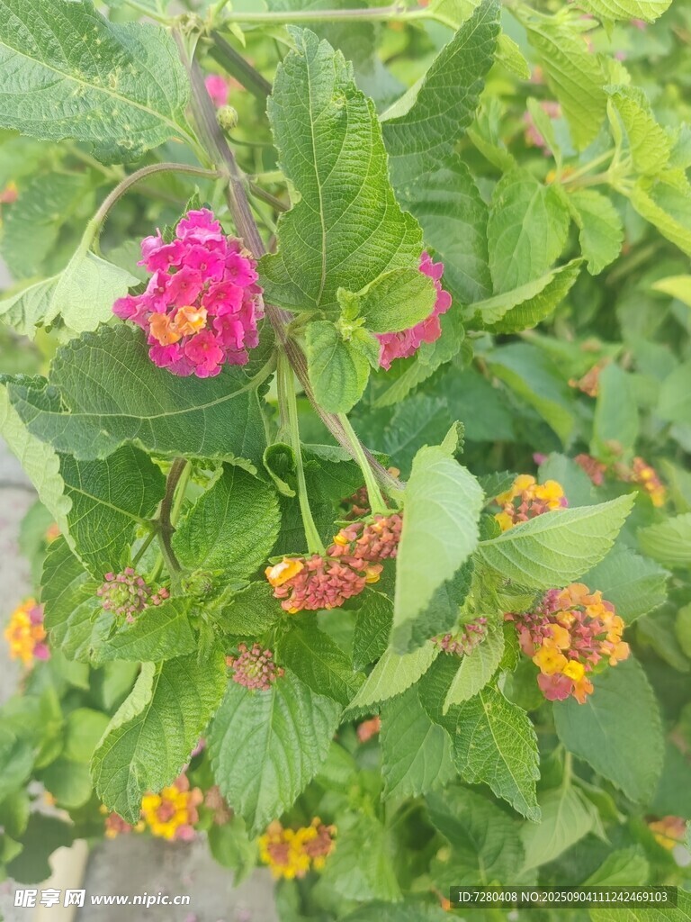 多彩花卉绽放绿意间
