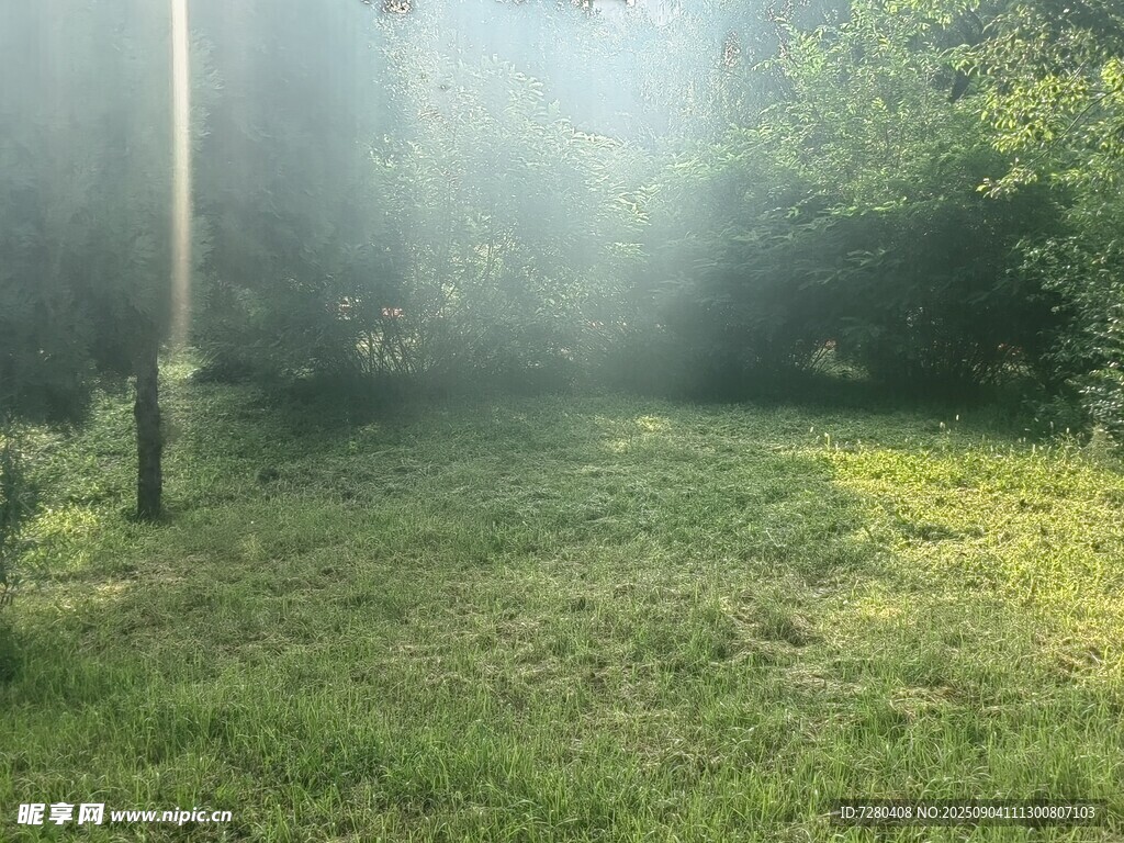 林间晨光洒草地