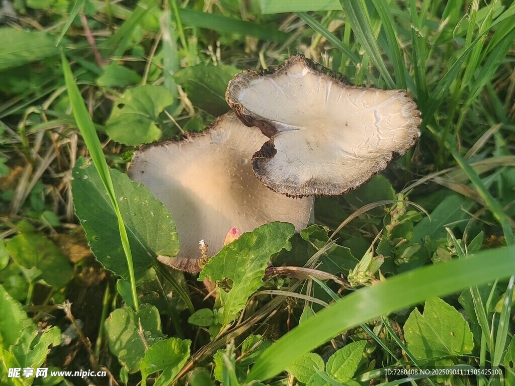 草地上的蘑菇