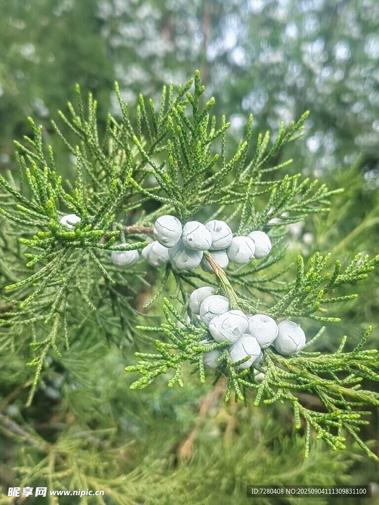 柏树枝头的白色果实