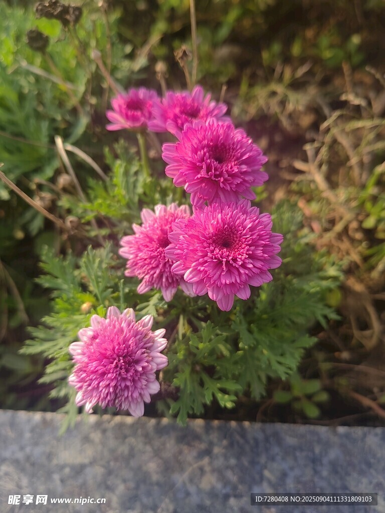 娇艳粉色花朵绽放