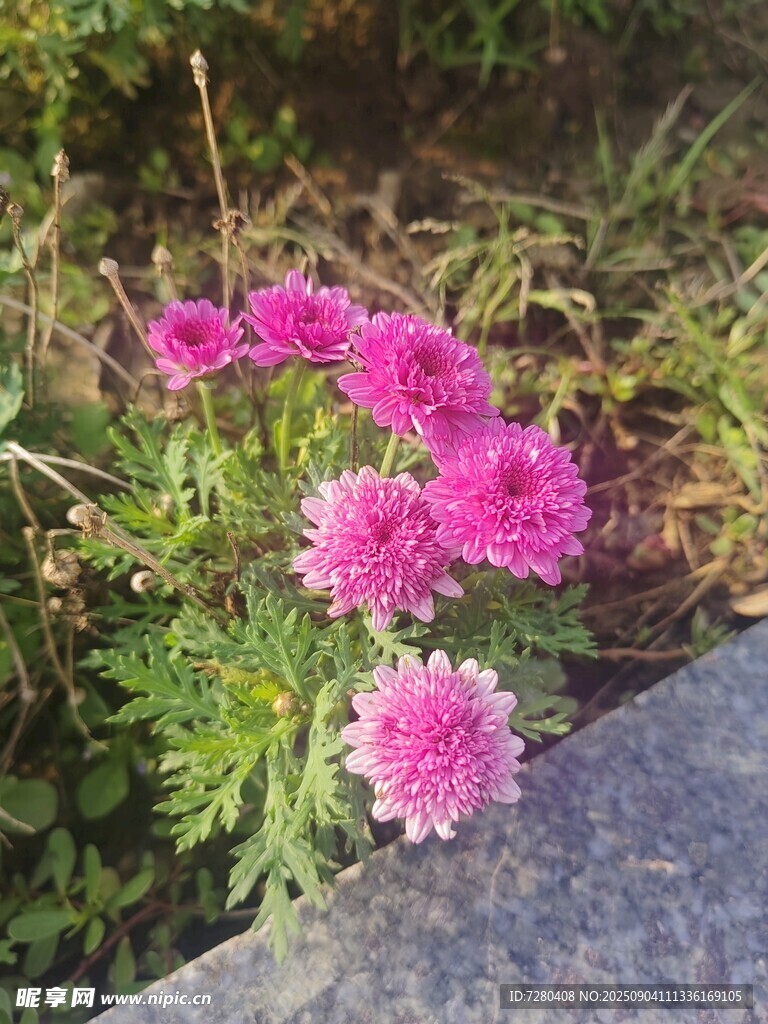 石边绽放的粉色美丽花朵