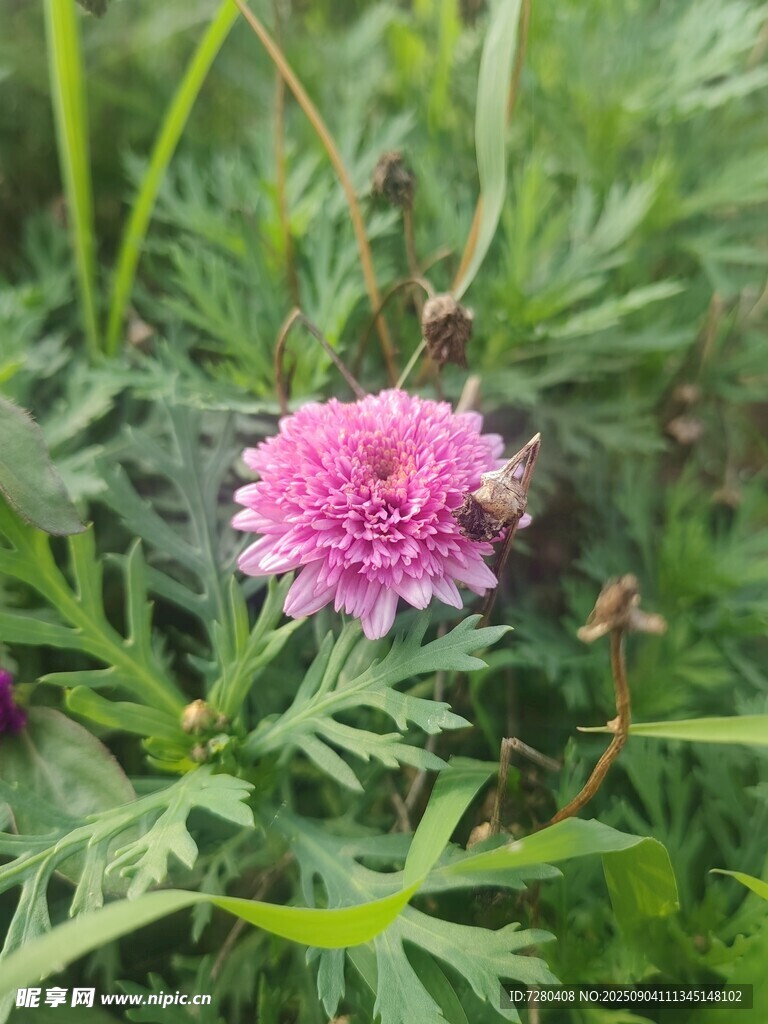 粉色小花绽放于草丛中