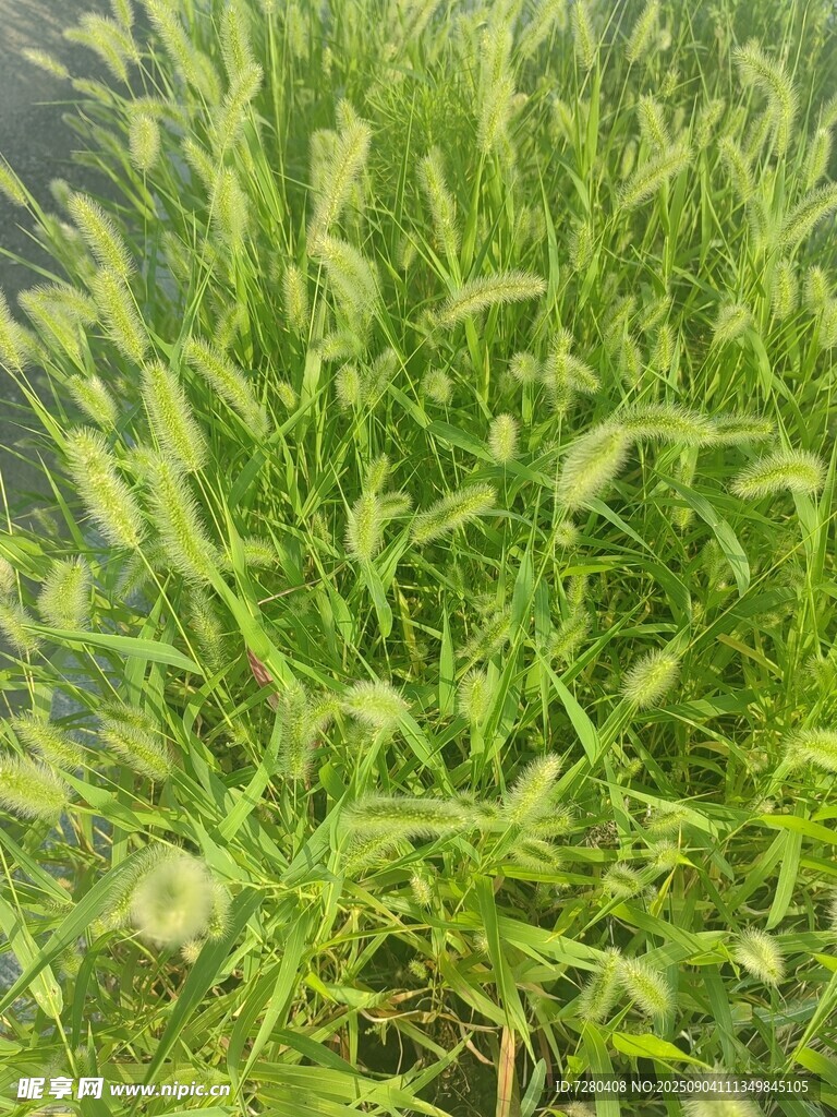翠绿草地生机盎然