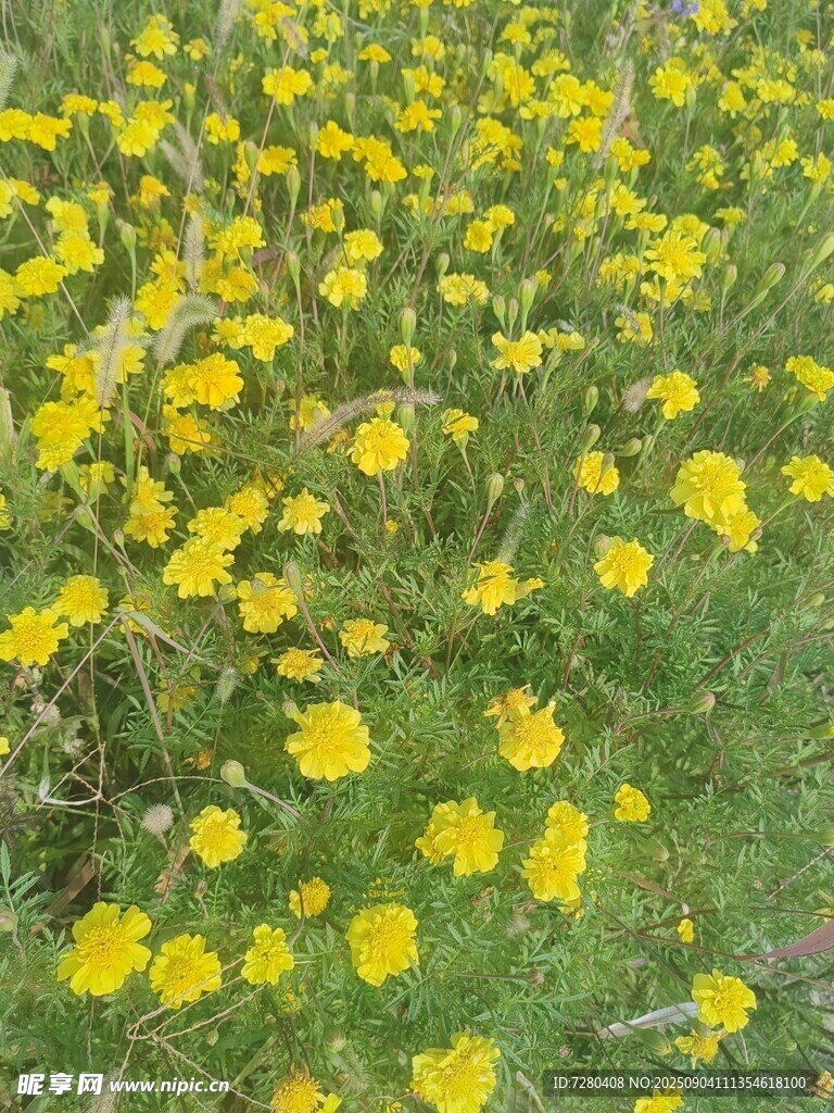 春日黄花烂漫的草地
