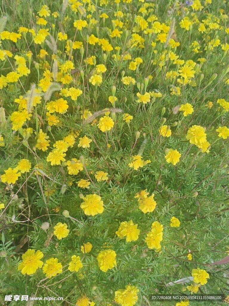 遍野黄花绽于翠绿草地