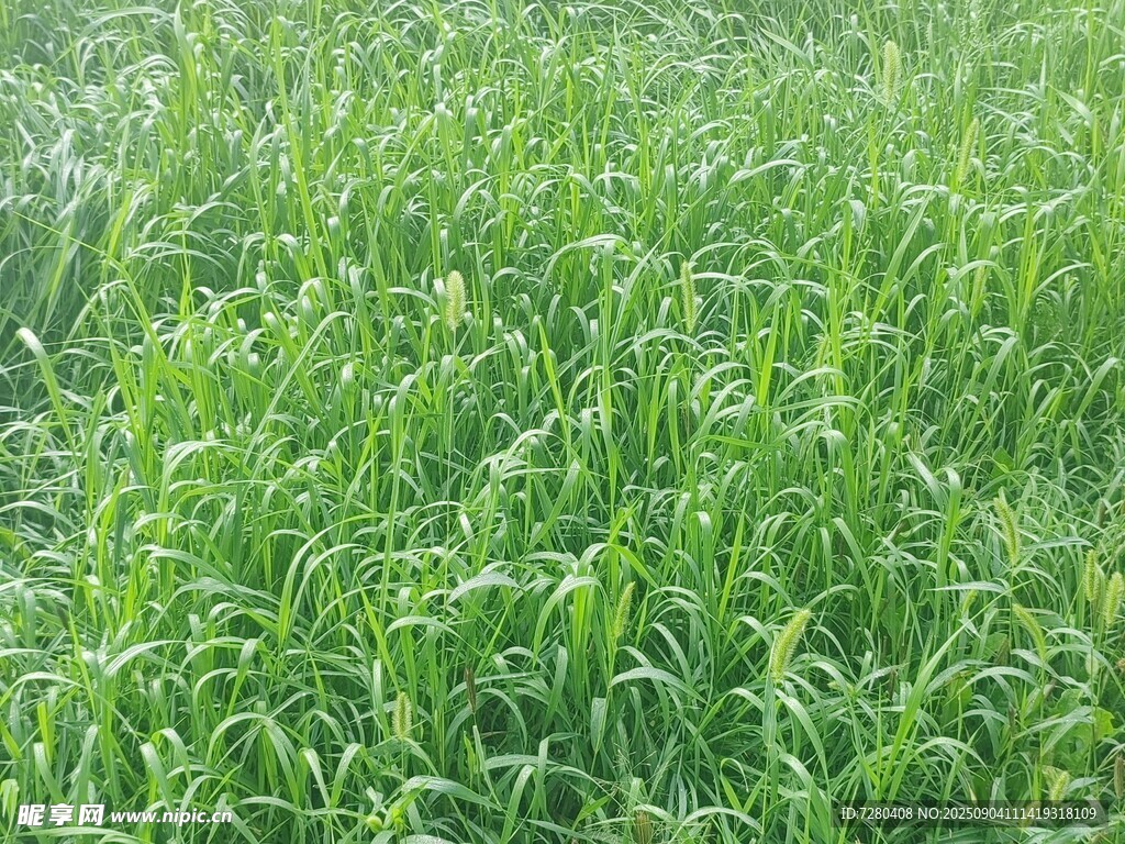 翠绿生机盎然的青青草地