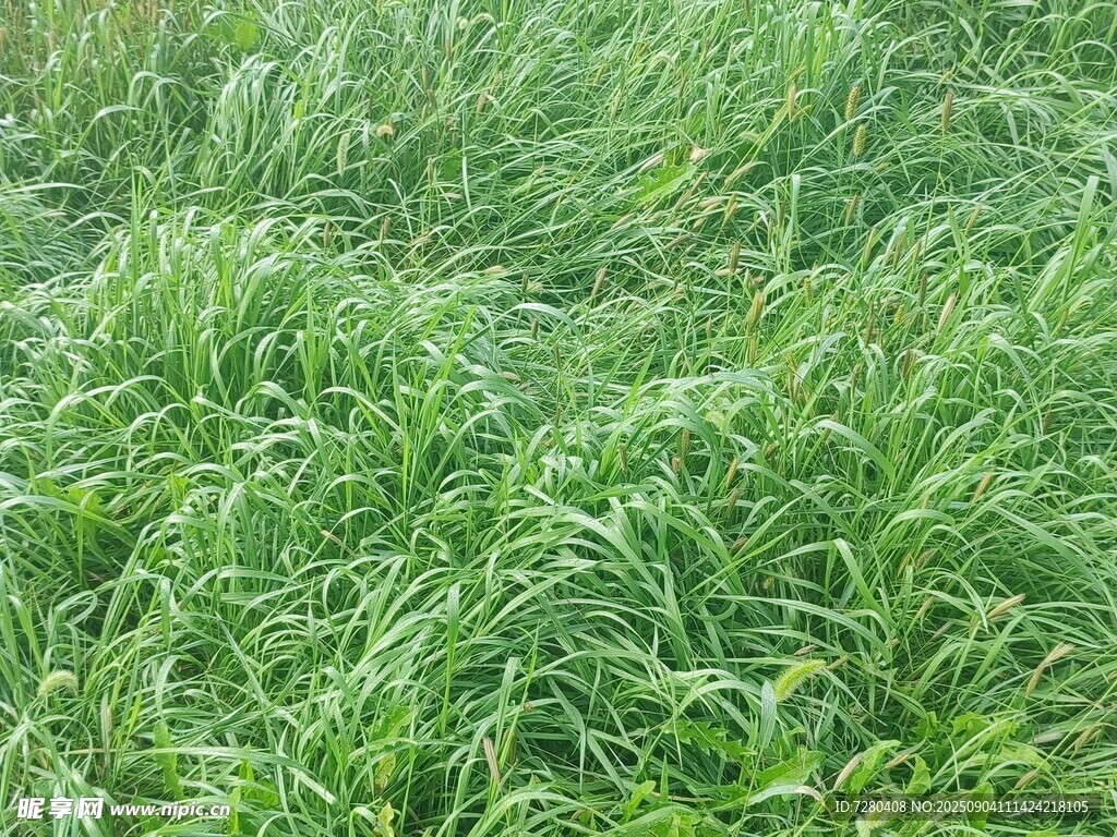 翠绿茂盛的草地