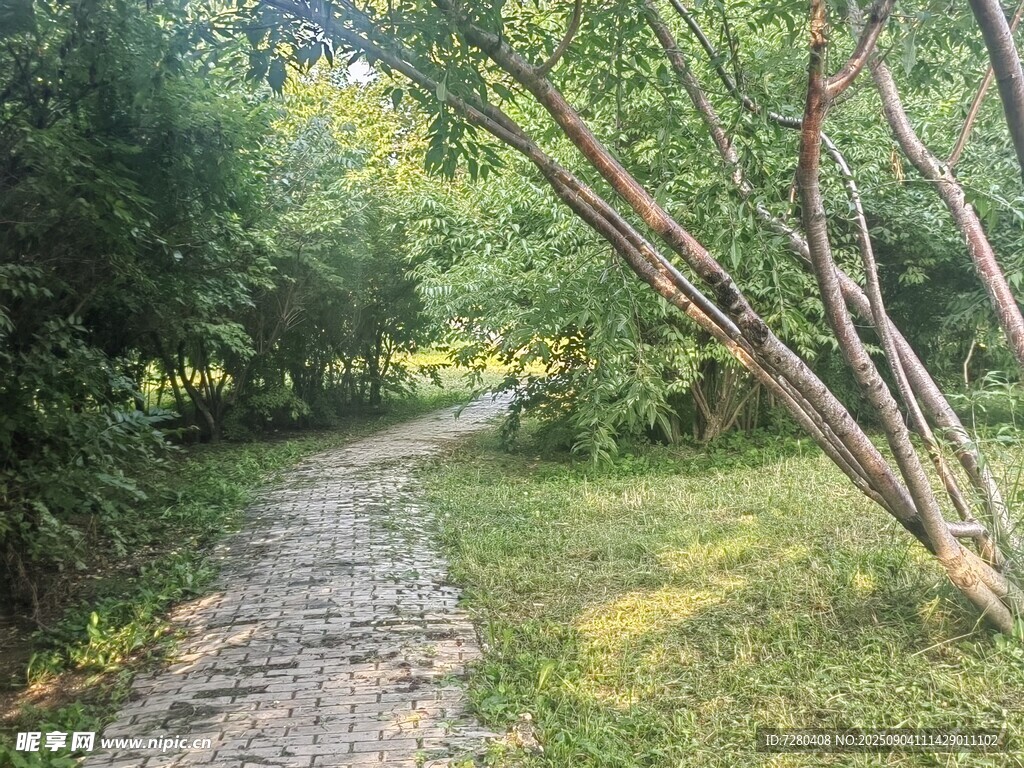 林间碎石小径绿意盎然