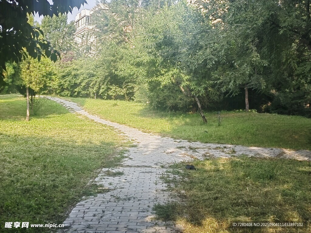林间小径绿意盎然的自然景