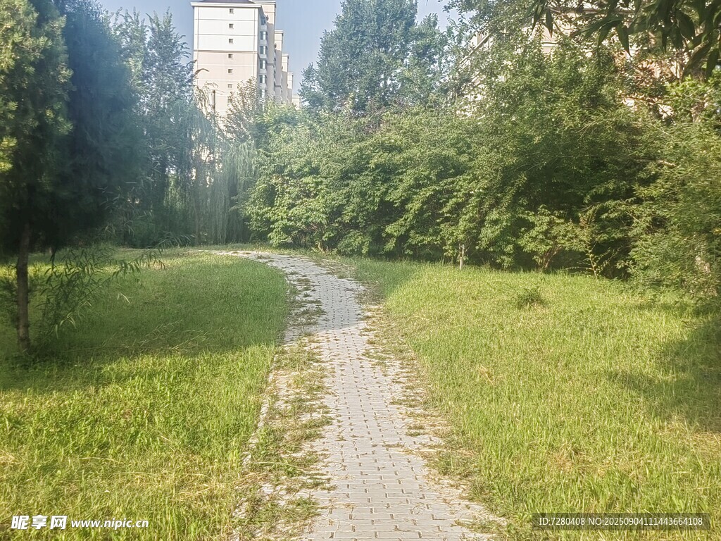 林间小径绿意盎然的景致