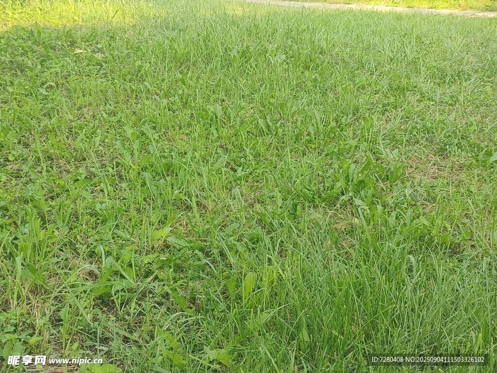 翠绿草地清新自然景致