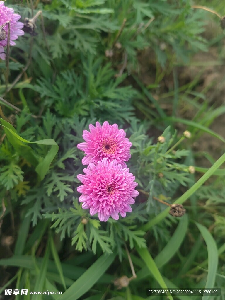 粉色小花绽放于绿叶间