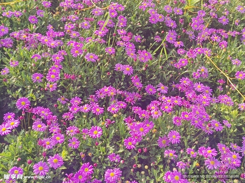 绚烂紫色花卉绽放美景
