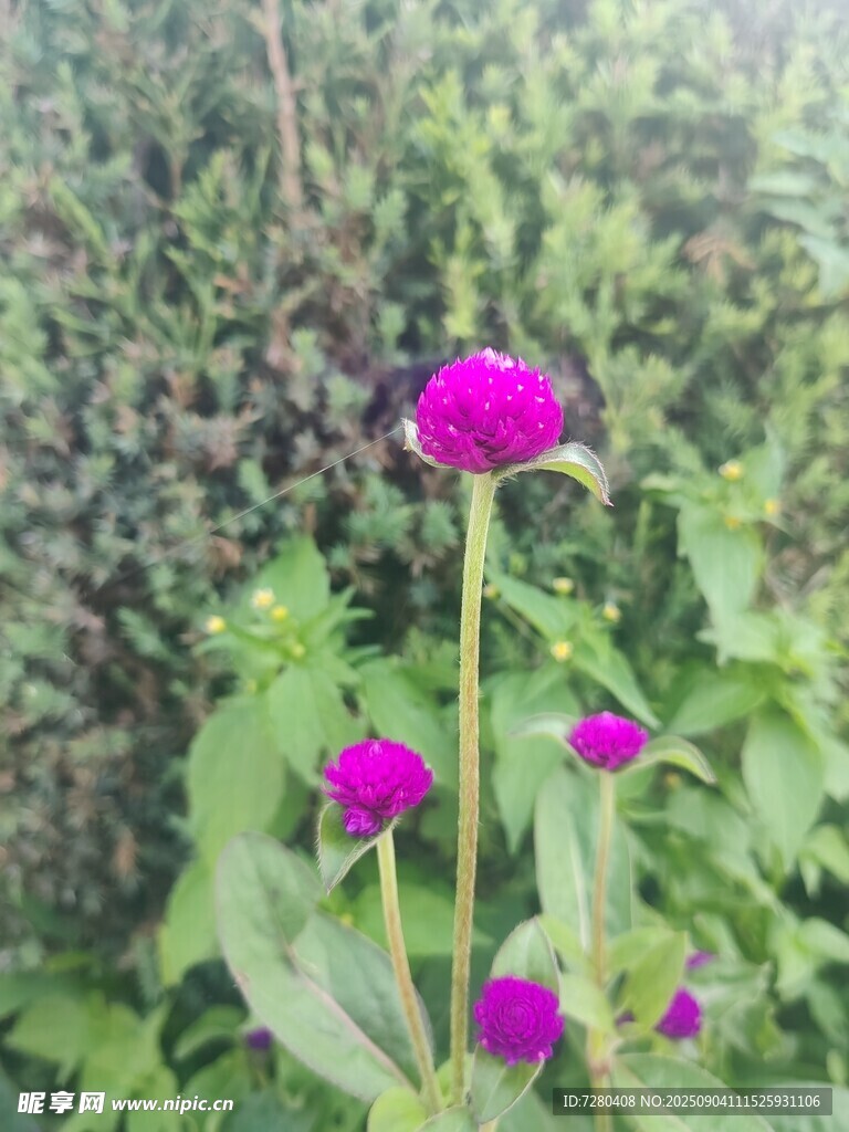 艳丽紫花绽放于绿叶间
