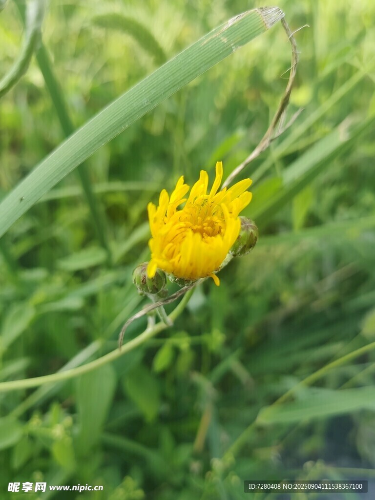 黄色小花绽放于绿草间