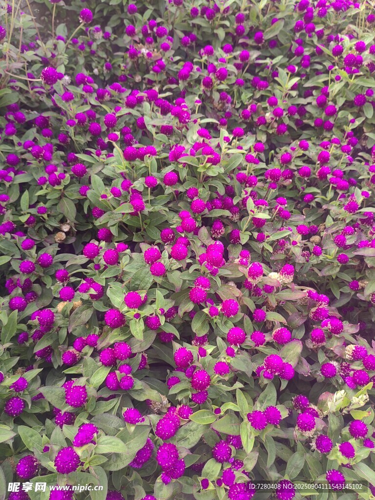 紫色花卉繁茂景象
