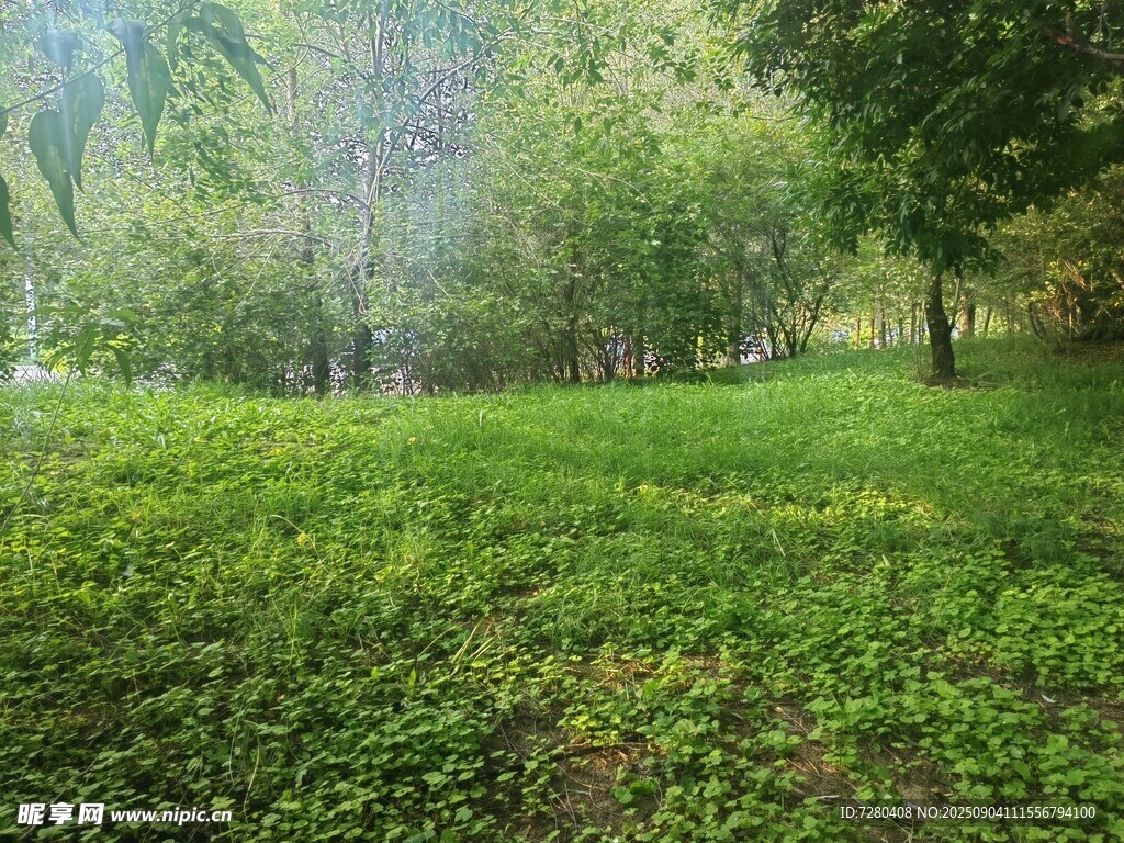 绿意盎然的森林草地景色