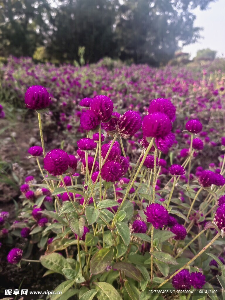 紫色花卉绽放的美丽景致