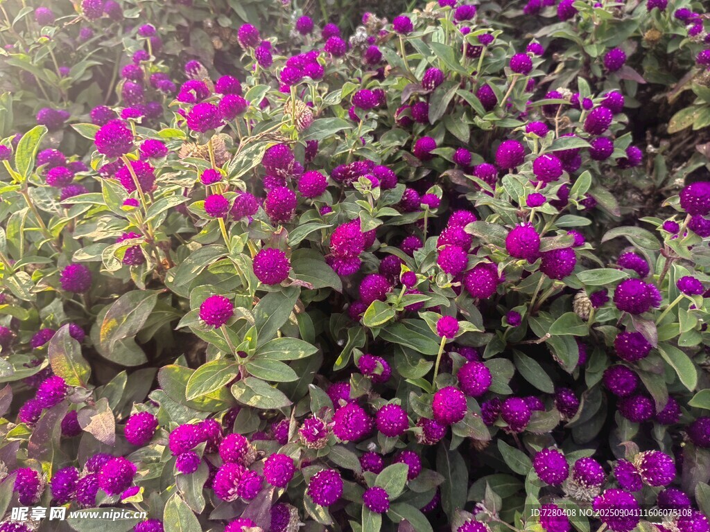 艳丽紫花植物景观