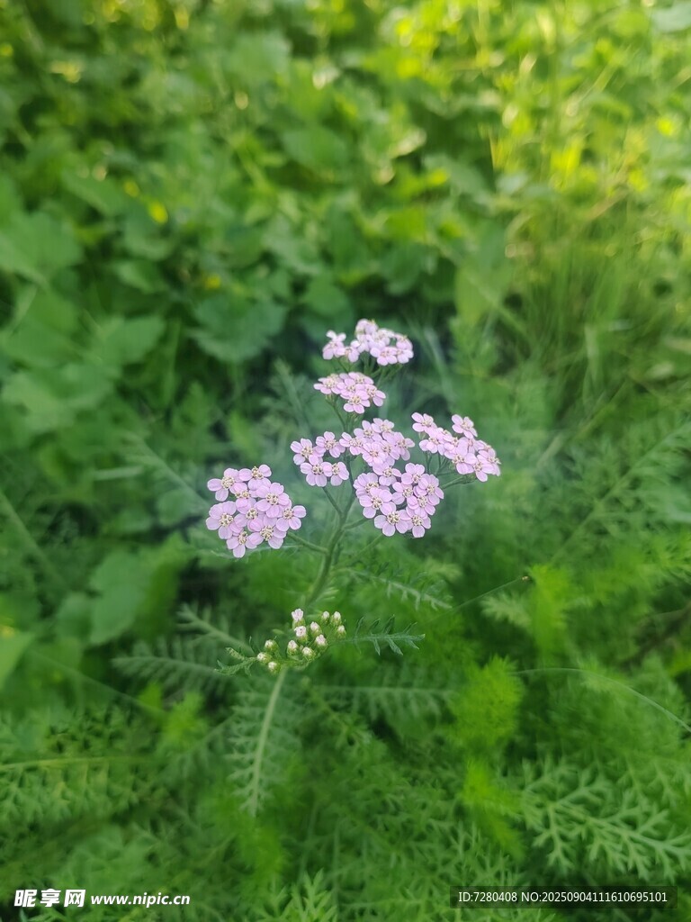 草丛中的淡紫色小花