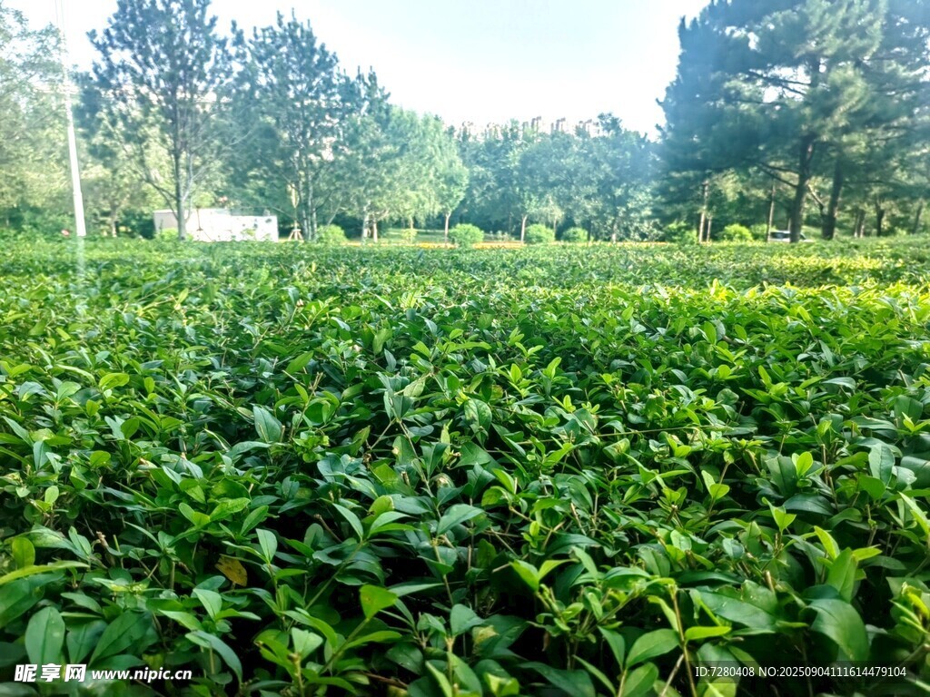 翠绿茶园风景