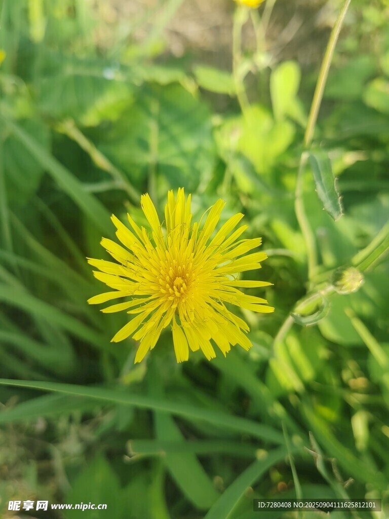 草丛中的黄色蒲公英花朵