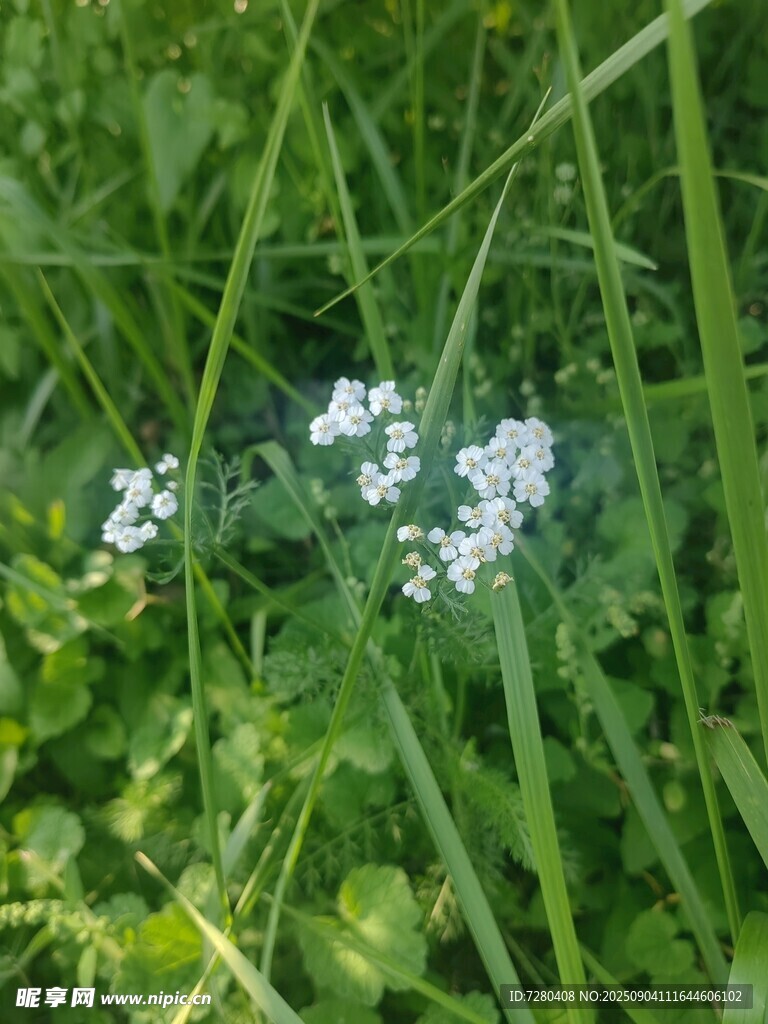 草丛中的白色小花