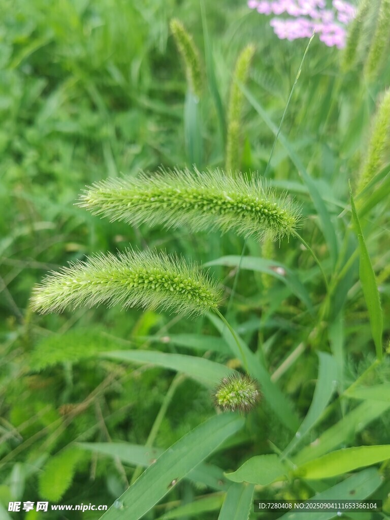 嫩绿狗尾草于草丛中摇曳