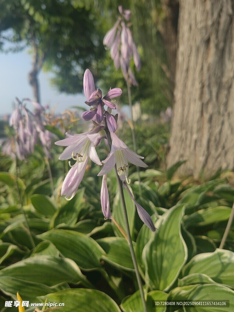 紫花绿叶植物特写