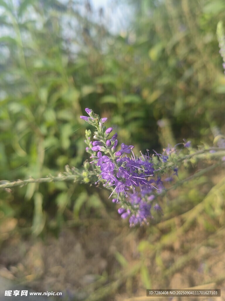 紫色小花绽放于绿植间