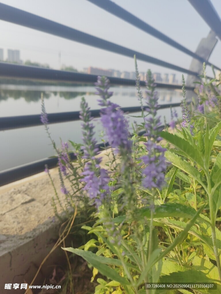 河畔蓝花绿植景致