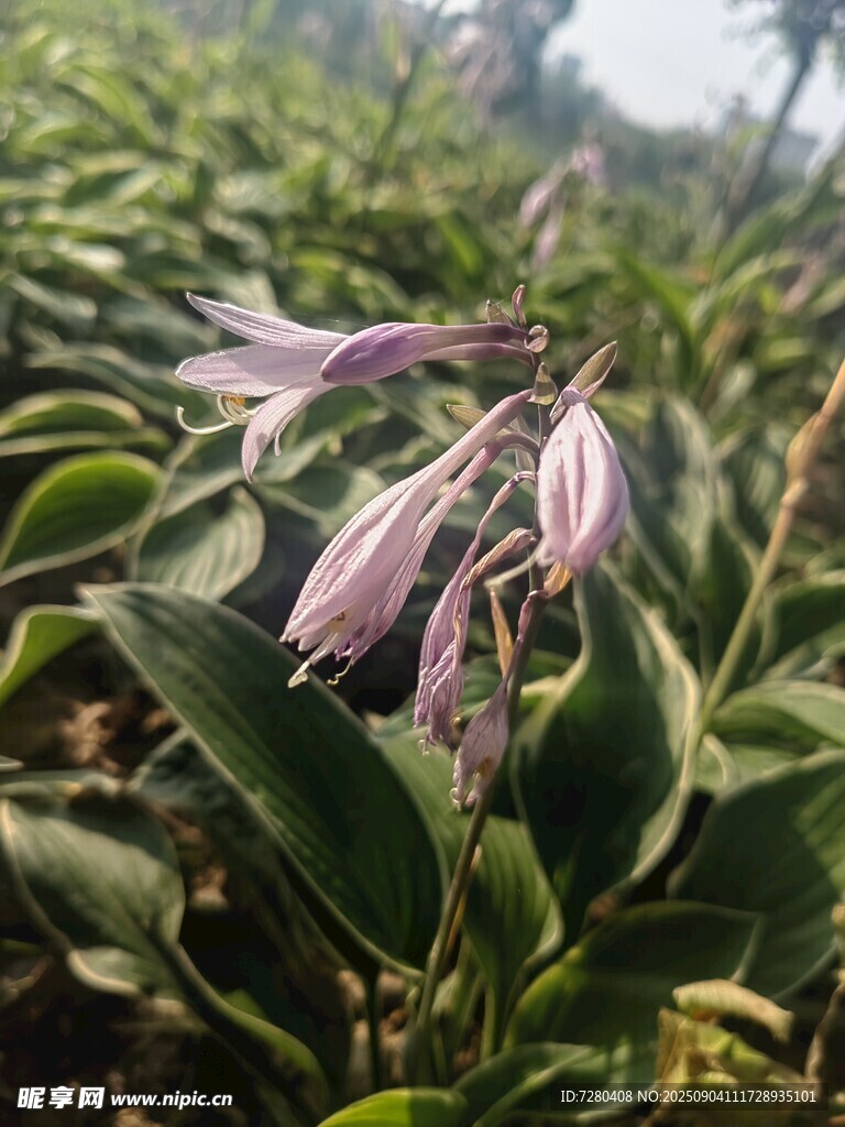 紫花绿叶植物特写