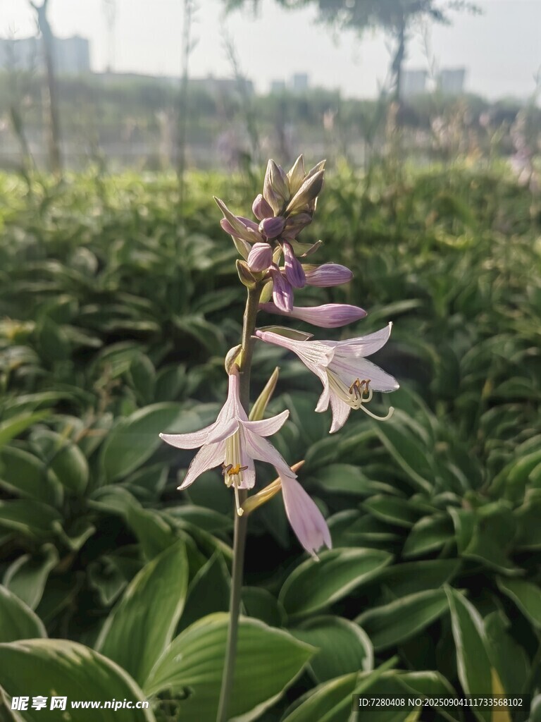 田野中的优雅紫色花卉