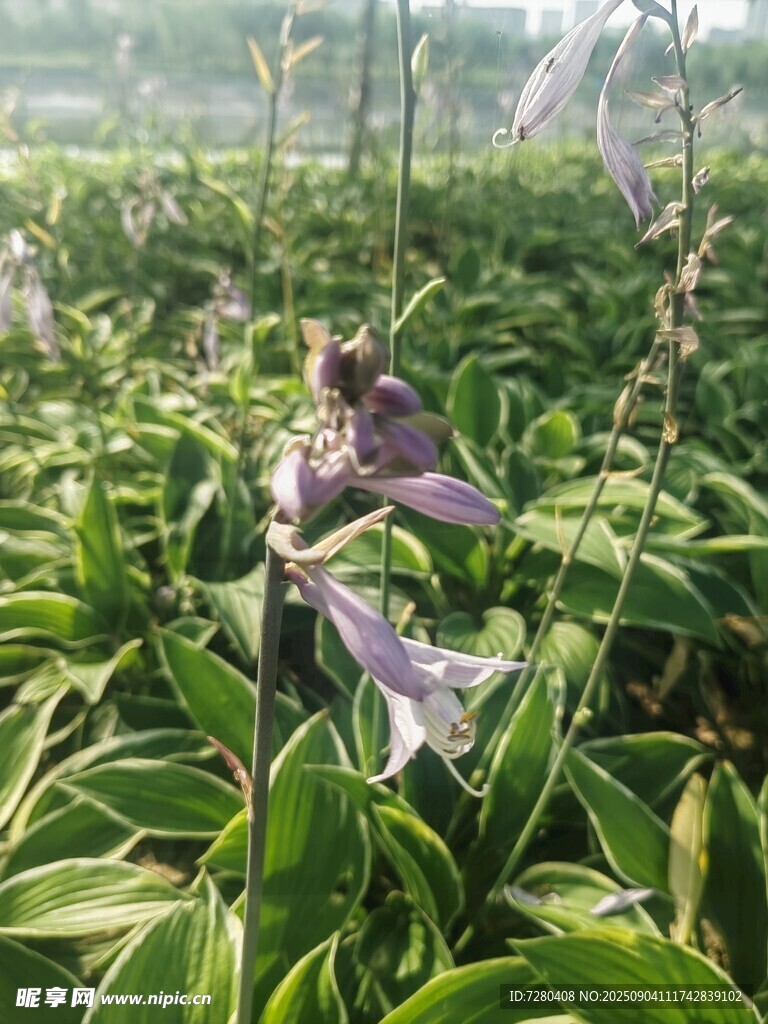 绿叶丛中的紫色玉簪花