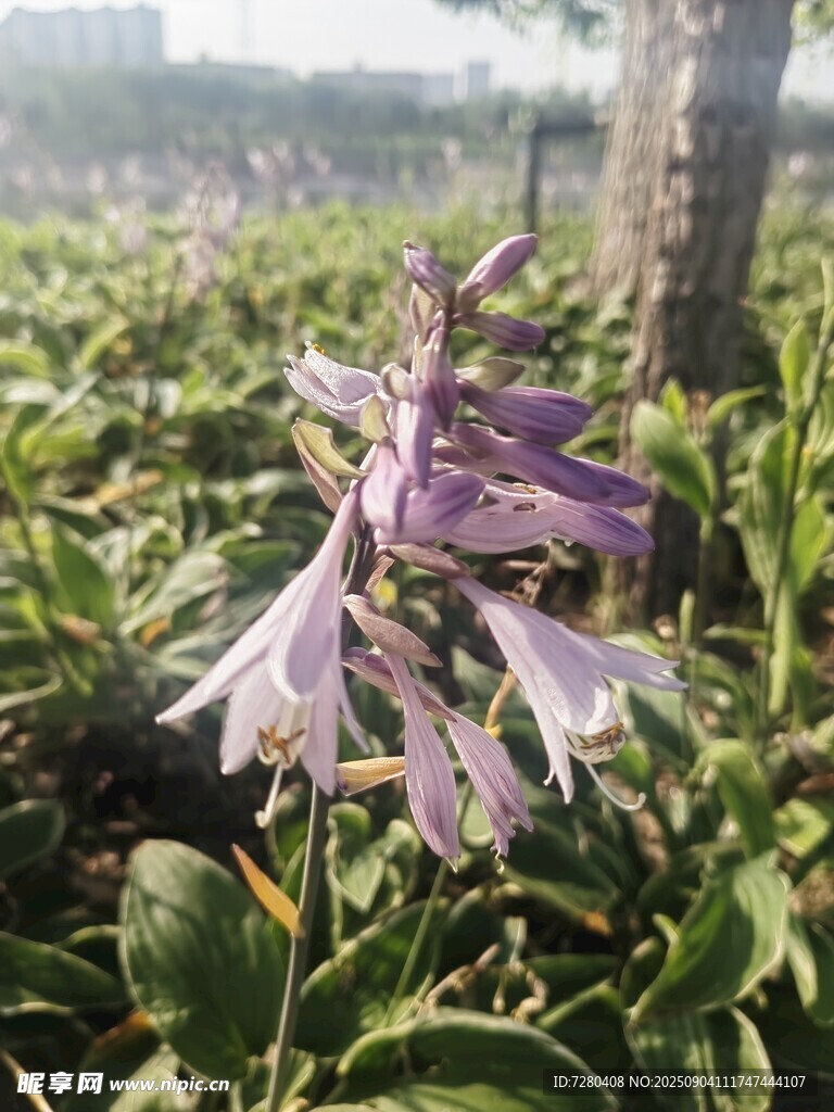 紫色花卉绽放于绿叶间