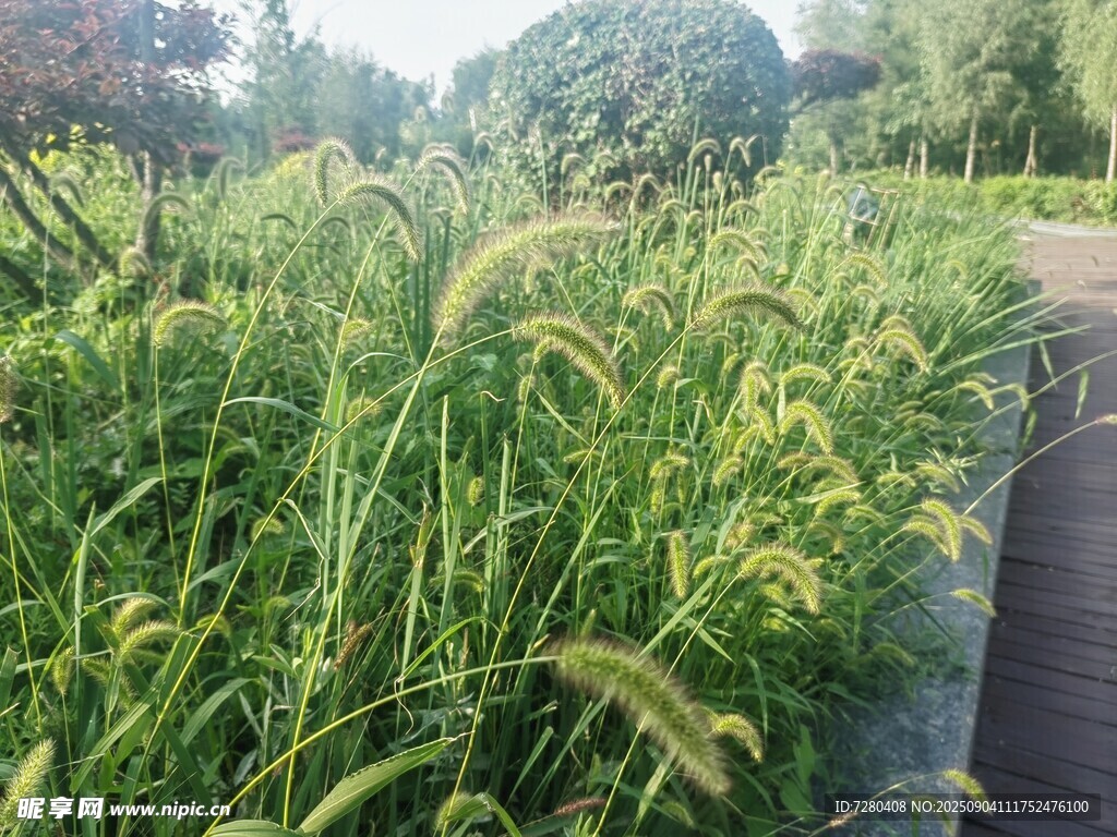 路边茂盛的绿色狗尾草