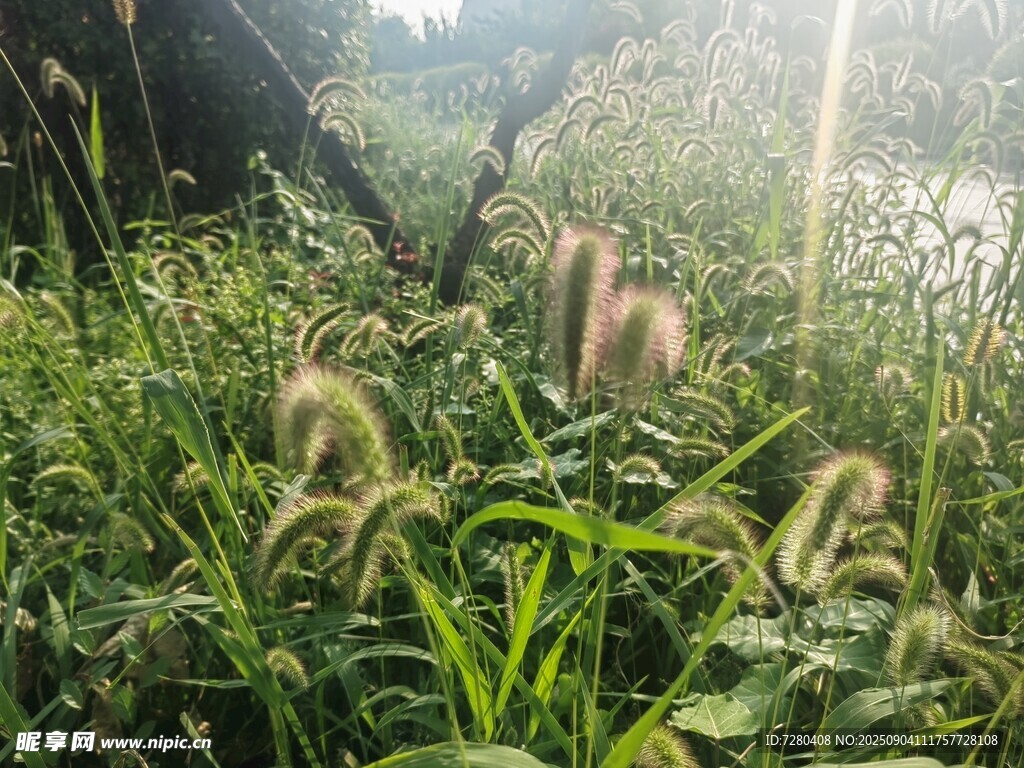 草丛中的狗尾巴草