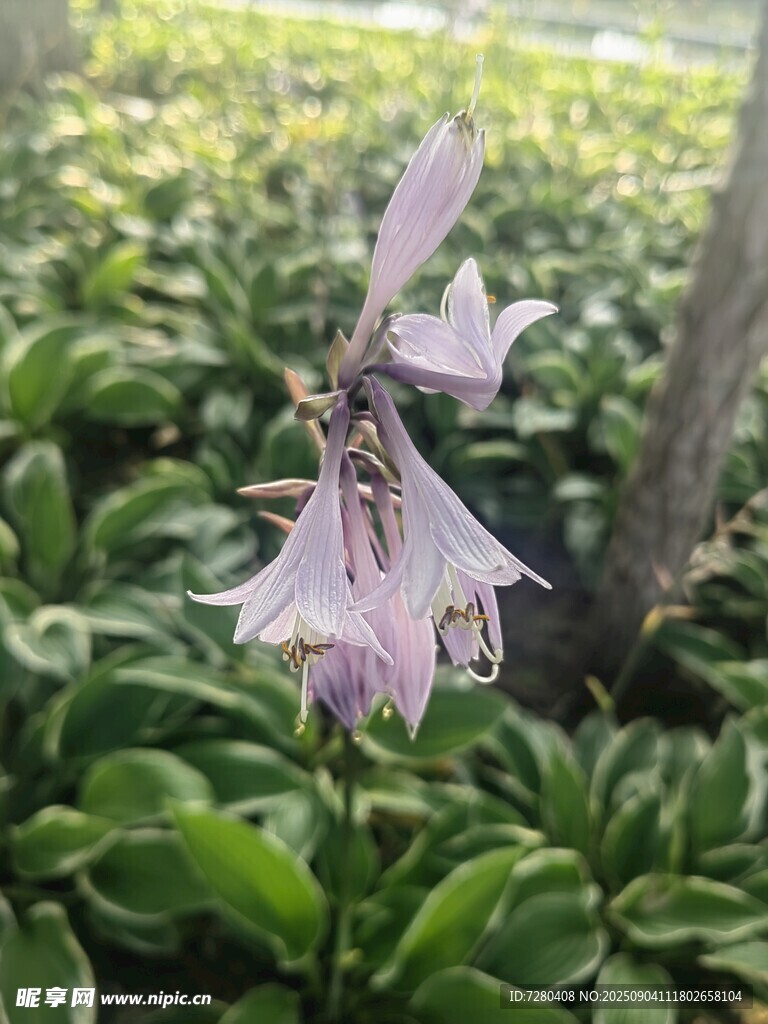 淡紫色花朵绽放绿叶间