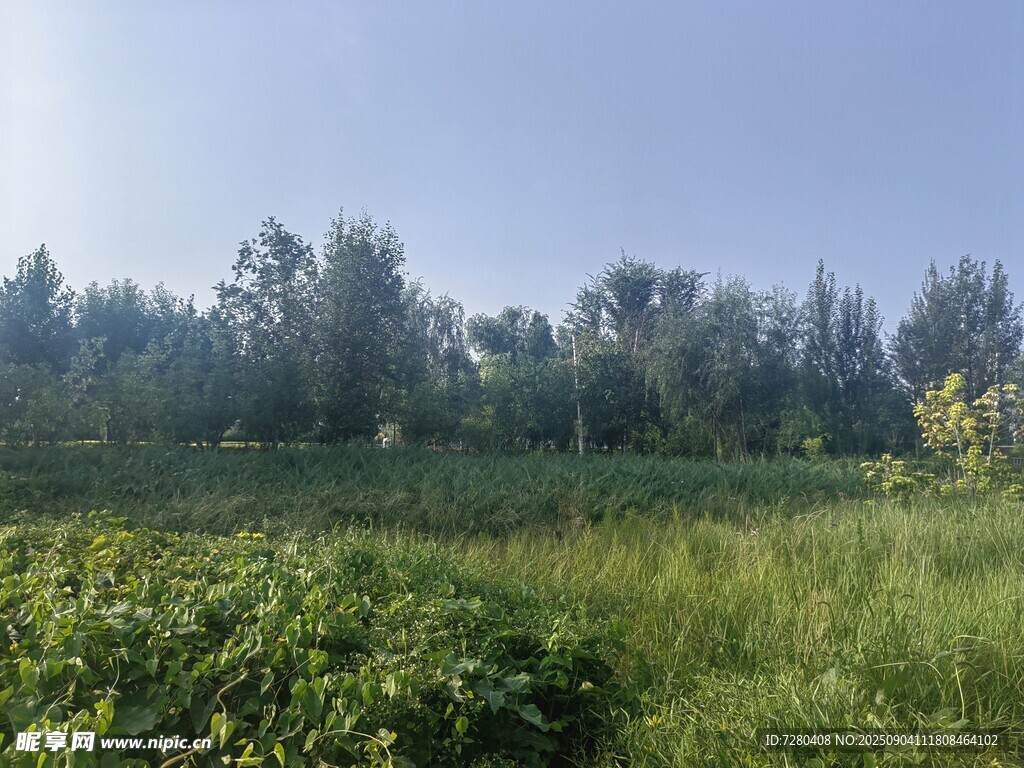 夏日绿野树林风景
