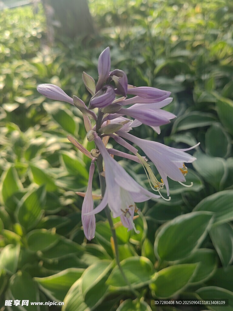 紫色花卉绽放于绿叶间