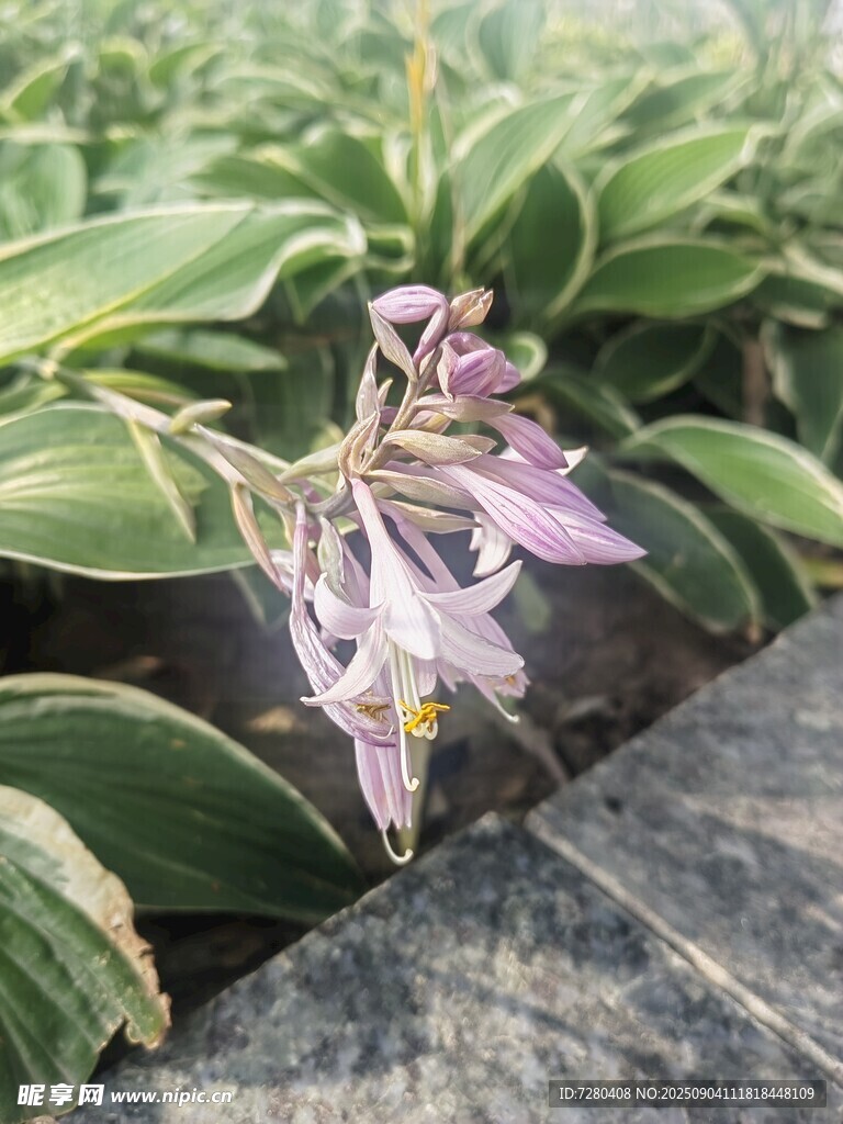 紫色花卉特写绿叶相伴
