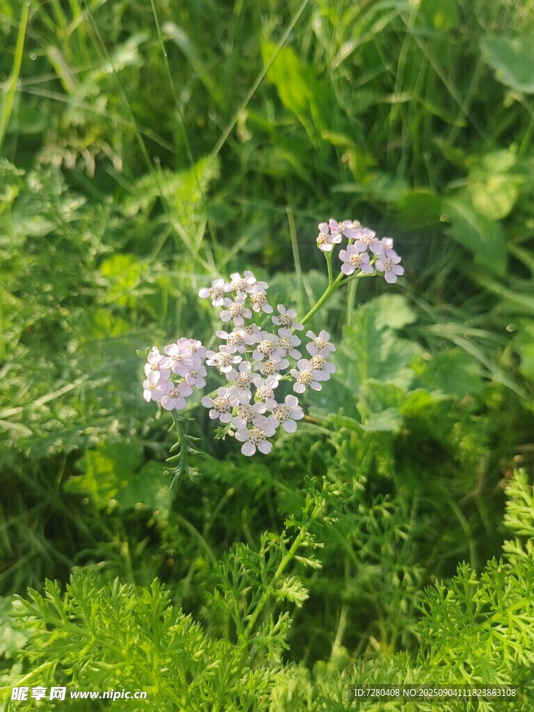 草丛中的白色小花