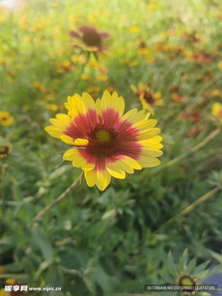 娇艳双色花朵绽放