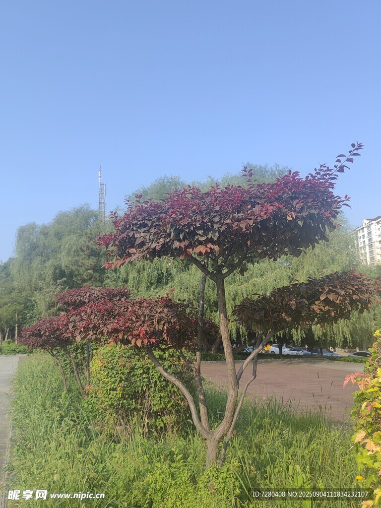 户外美丽的多彩树木景观