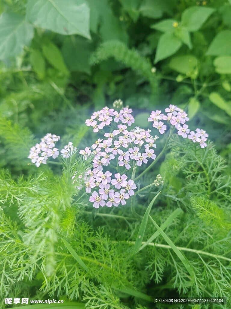 草丛中的淡紫色小花