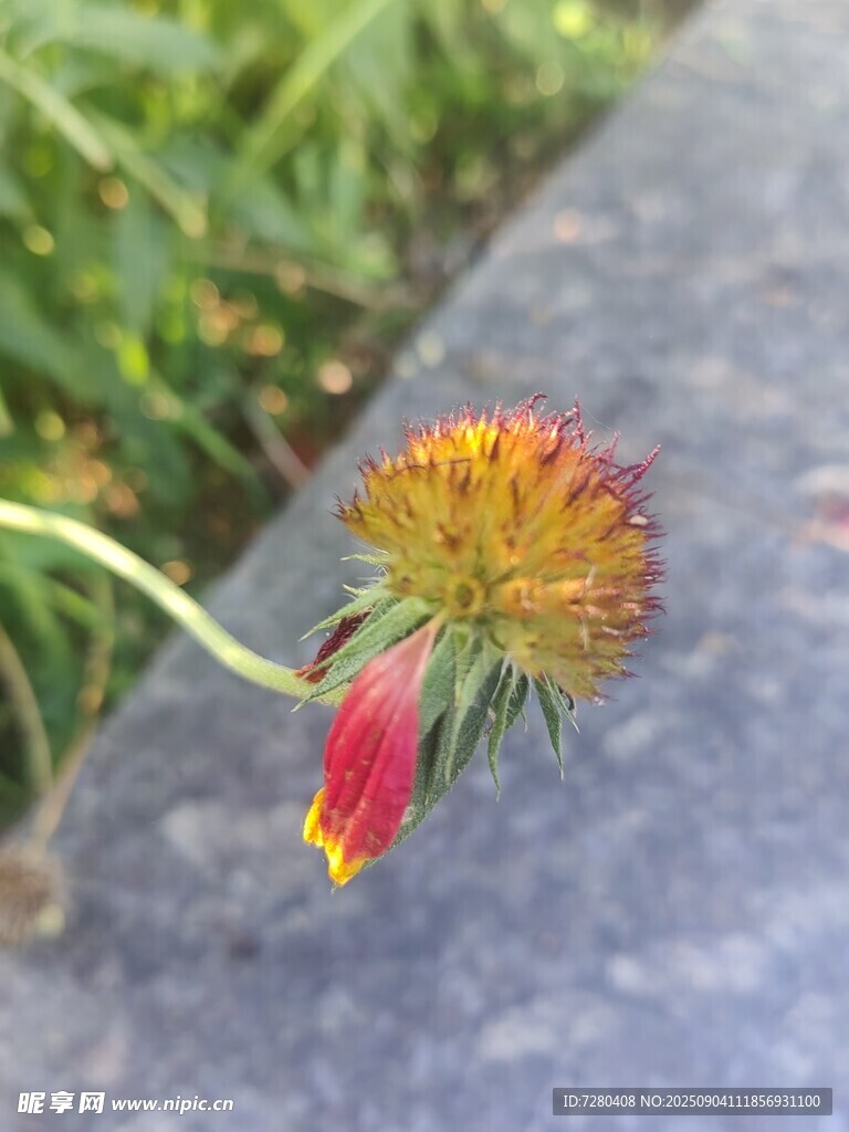 单朵红黄相间的美丽小花