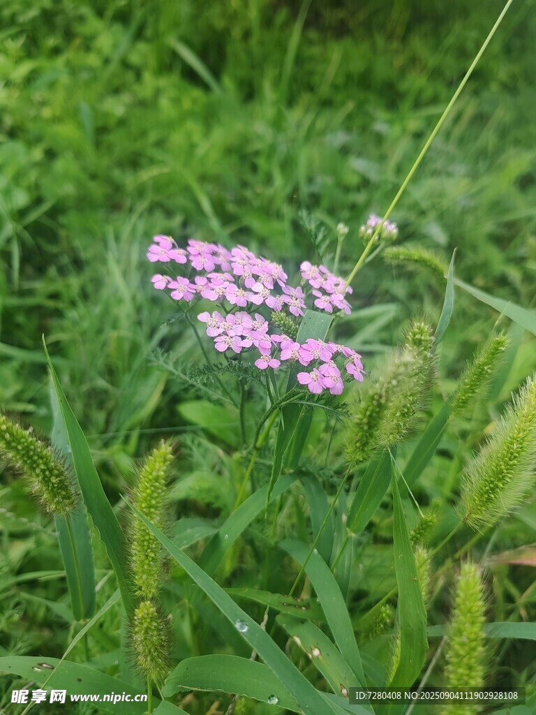 草丛中的粉色小花