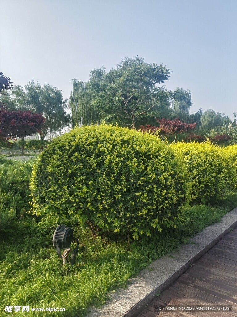 路边修剪整齐的绿植景观